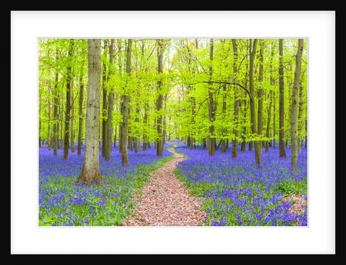 Bluebells by Assaf Frank